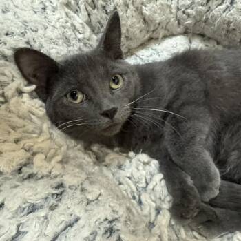 Rescue Domestic Short Hair Cats for Adoption in Waterloo, Iowa - Clagger | PetCurious
