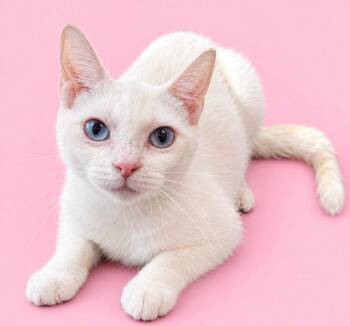 Tallulah -  Domestic Short Hair Cat for Adoption in Little Rock, Arkansas - Tallulah | PetCurious