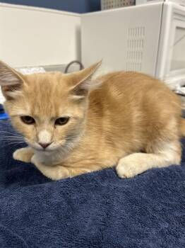 COPPER* -  Domestic Medium Hair Cat for Adoption in Santa Cruz, California - COPPER* | PetCurious
