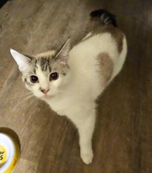 Tabby Cats Available for Adoption in Seal Beach, California - Cream | PetCurious