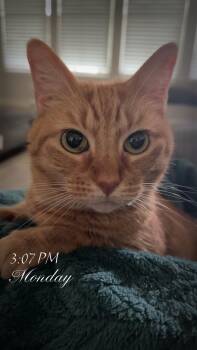 Rescue Domestic Short Hair Cats for Adoption in Beach City, Texas - Annie | PetCurious