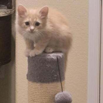 Xena -  Domestic Medium Hair Cat Available for Adoption in Prescott, Arizona - Xena | PetCurious