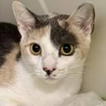 Artemis -  Domestic Short Hair Cat for Adoption in Hilliard, Ohio - Artemis | PetCurious