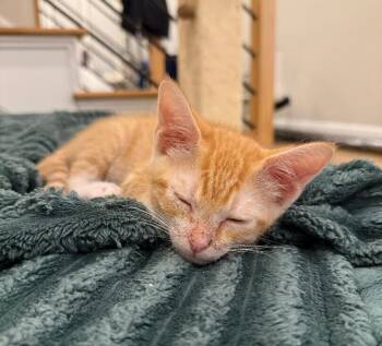 Killian -  Tabby and Domestic Short Hair Cat for Adoption in Richardson, Texas - Killian | PetCurious