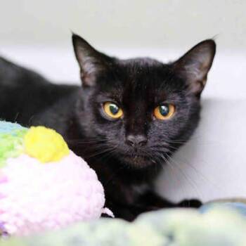 Domestic Short Hair Cats Available for Adoption in Atlanta, Georgia - Ariel | PetCurious