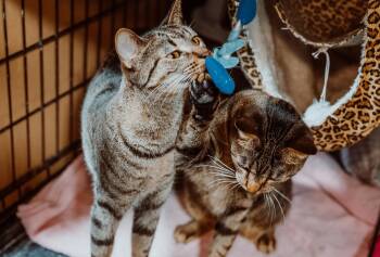 Rescue Tabby Cats for Adoption in Le Mars, Iowa - Roxie & Rosie - Bonded Pair (sisters) Must Be Adopted Together | PetCurious