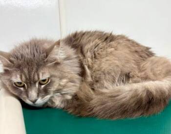 Rescue Domestic Medium Hair Cats for Adoption in Virginia Beach, Virginia - 177940 Hazel | PetCurious