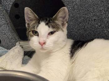 PAISLEY -  Domestic Short Hair Cat for Adoption in Martinez, California - PAISLEY | PetCurious