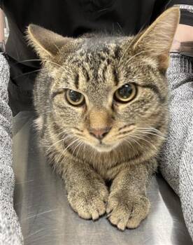 Rescue Domestic Short Hair Cats for Adoption in Aliquippa, Pennsylvania - CALYPSO | PetCurious