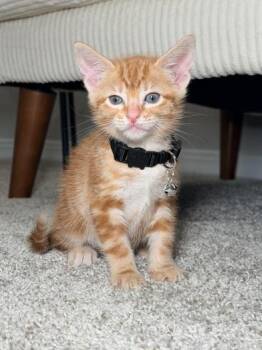 Queso -  Domestic Short Hair Cat for Adoption in Liverpool, Texas - Queso | PetCurious