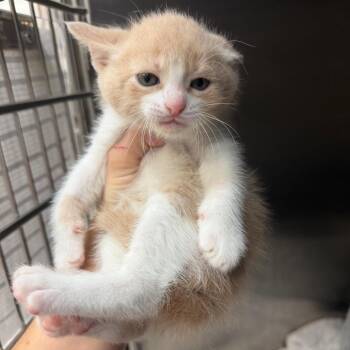 Aang -  Domestic Short Hair Cat for Adoption in Port Charlotte, Florida - Aang | PetCurious
