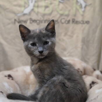 Rescue Dilute Tortoiseshell Cats for Adoption in Garland, Texas - Biscotti | PetCurious