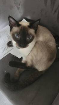 LUNA -  Siamese Cat for Adoption in Plano, Texas - LUNA | PetCurious