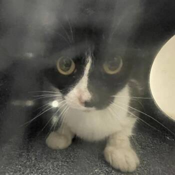 Mischka -  Domestic Short Hair Cat for Adoption in Golden, Colorado - Mischka | PetCurious