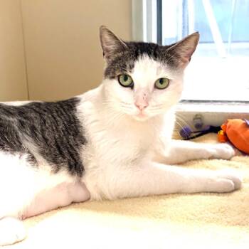 Martha Stewart -  Domestic Short Hair Cat for Adoption in Sarasota, Florida - Martha Stewart | PetCurious