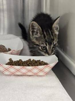 Ka-chow -  Domestic Short Hair Cat for Adoption in Roseville, California - Ka-chow | PetCurious