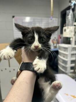Kaya -  Domestic Short Hair Cat for Adoption in West Chester, Pennsylvania - Kaya | PetCurious