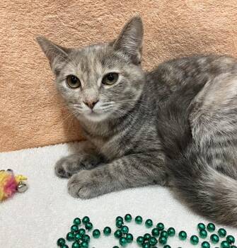 Miley -  Domestic Short Hair and Dilute Tortoiseshell Cat for Adoption in Dublin, Ohio - Miley | PetCurious