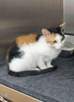 Hacky Sack -  Domestic Short Hair Cat Available for Adoption in Hartsville, South Carolina - Hacky Sack | PetCurious