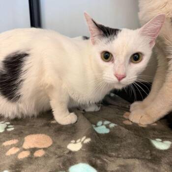 Jayla -  Domestic Short Hair Cat for Adoption in Kingman, Arizona - Jayla | PetCurious
