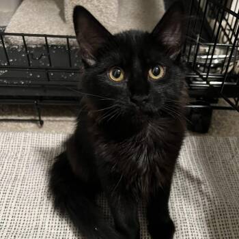 Rescue Domestic Medium Hair Cats for Adoption in San Tan Valley, Arizona - Shadow | PetCurious