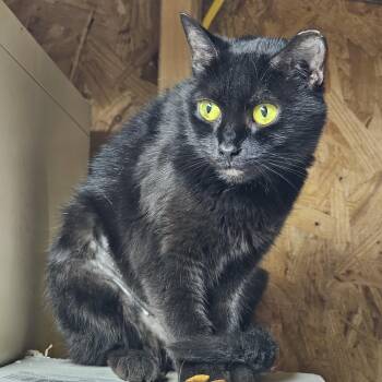 Buzzy -  Domestic Short Hair Cat for Adoption in Richmond, Virginia - Buzzy | PetCurious