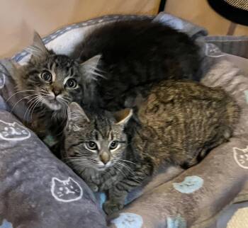 Rescue Maine Coon and Domestic Medium Hair Cats for Adoption in Allentown, New Jersey - Carly & Simon | PetCurious