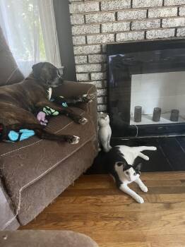 Bela Lugosi -  Domestic Short Hair Cat for Adoption - Bela Lugosi | PetCurious