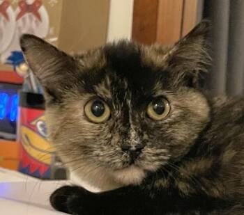 Domestic Short Hair Cats Available for Adoption - Daphne | PetCurious