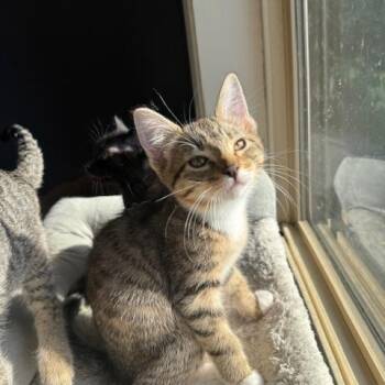 Domestic Short Hair Cats Available for Adoption in Portland, Oregon - Sterling | PetCurious