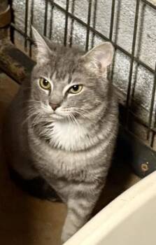 Domestic Short Hair Cats Available for Adoption - Ian | PetCurious