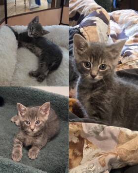 DEWEY -  Domestic Short Hair Cat for Adoption in Kent, Washington - DEWEY | PetCurious