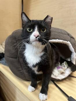 Smoreo -  Domestic Short Hair Cat for Adoption in Wheaton, Illinois - Smoreo | PetCurious