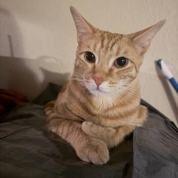 Kai -  Domestic Short Hair Cat for Adoption in Tempe, Arizona - Kai | PetCurious