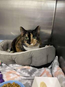 Domestic Short Hair Cats Available for Adoption - Faith | PetCurious