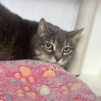 Aspen (bonded pair) -  Domestic Short Hair Cat for Adoption in Ely, Minnesota - Aspen (bonded Pair) | PetCurious