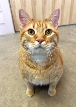 Domestic Short Hair Cats Available for Adoption - CHEETO | PetCurious