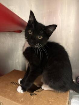 Speck -  Domestic Short Hair Cat for Adoption in Cincinnati, Ohio - Speck | PetCurious
