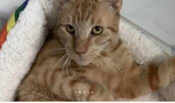 Rescue Tabby Cats for Adoption in Houston, Texas - Simba | PetCurious