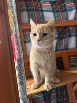 Sunkist -  Domestic Short Hair Cat Available for Adoption in Winchester, Indiana - Sunkist | PetCurious