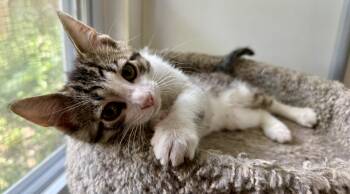 Rik -  Domestic Short Hair Cat for Adoption in Ashland, Ohio - Rik | PetCurious