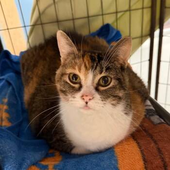 Sundae -  Domestic Short Hair Cat for Adoption in Milford, Iowa - Sundae | PetCurious