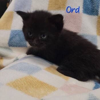 Domestic Short Hair Cats Available for Adoption in Parkersburg, West Virginia - Ord | PetCurious