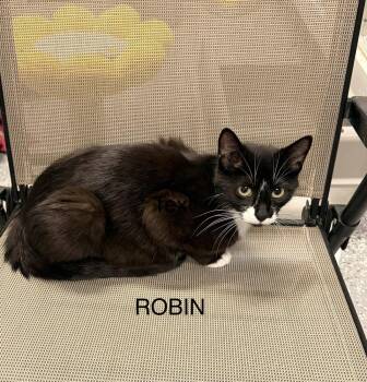 Robin -  Domestic Short Hair Cat for Adoption in Hudson, New Hampshire - Robin | PetCurious