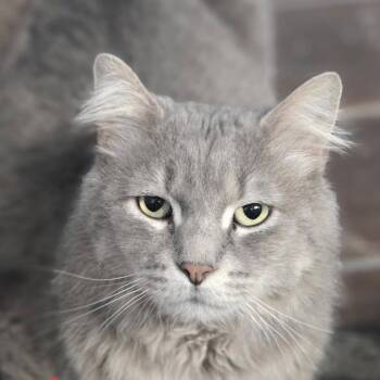Remington Tarkitty -  Domestic Medium Hair Cat for Adoption in Merrifield, Virginia - Remington Tarkitty | PetCurious