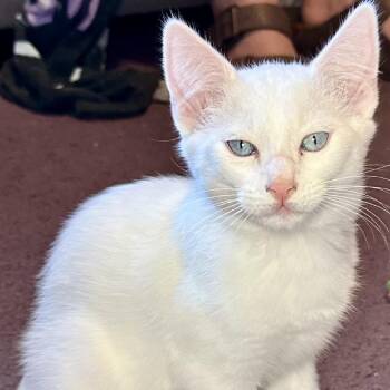 Mr. Marshmallow -  Domestic Short Hair Cat for Adoption in Santa Rosa, California - Mr. Marshmallow | PetCurious