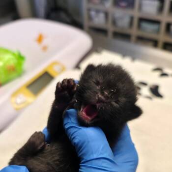 Skywalker -  Domestic Short Hair Cat Available for Adoption in Mt. Juliet, Tennessee - Skywalker | PetCurious