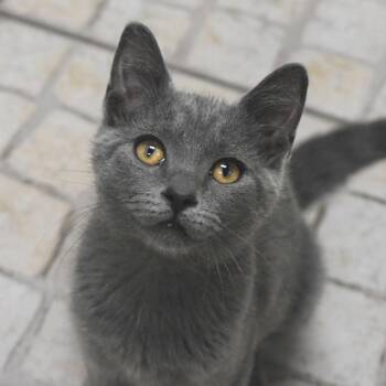 Nadine -  Domestic Short Hair Cat for Adoption in St. Petersburg, Florida - Nadine | PetCurious