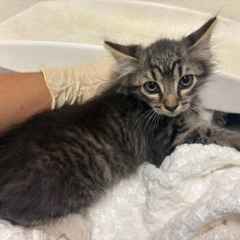 IVHS-Stray-140340 -  Domestic Medium Hair Cat for Adoption in San Gabriel, California - IVHS-Stray-140340 | PetCurious