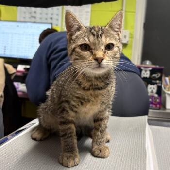 Domestic Short Hair Cats Available for Adoption - Zoomie | PetCurious